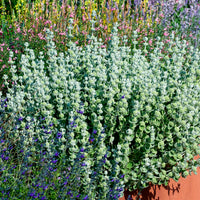 Vente Ballote pseudodictame - Ballota pseudodictamnus