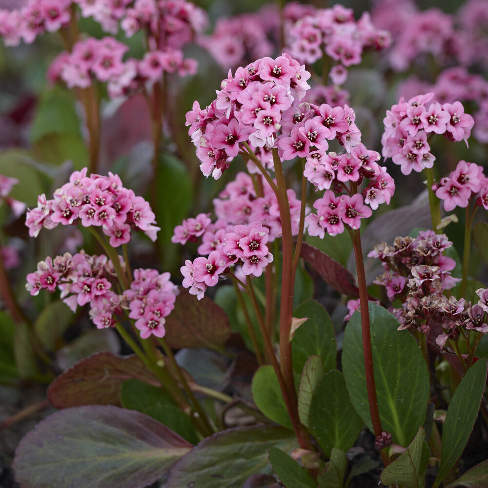 Bergénia - Bergénia à feuilles cordées - Bergenia cordifolia