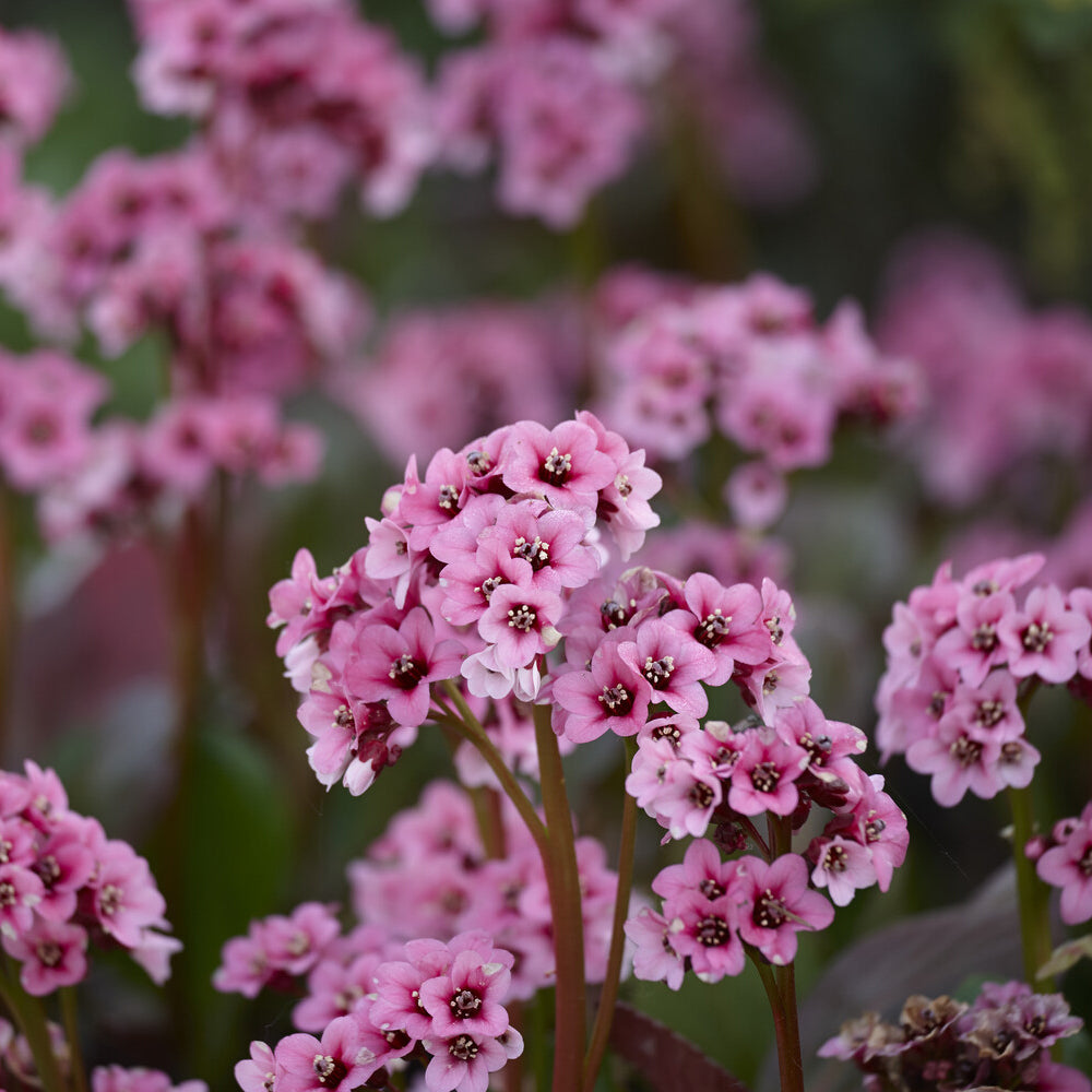Bergenia cordifolia - Bergénia à feuilles cordées - Bergénia