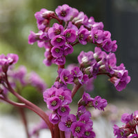 3 Bergénias à feuilles cordées - Bergenia cordifolia - Bakker