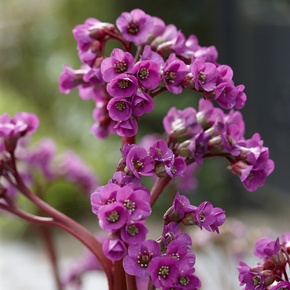 Bergénia à feuilles cordées - Bergenia cordifolia - Bakker