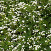 Myosotis du Caucase Betty Bowring - Brunnera macrophylla Betty Bowring - Bakker