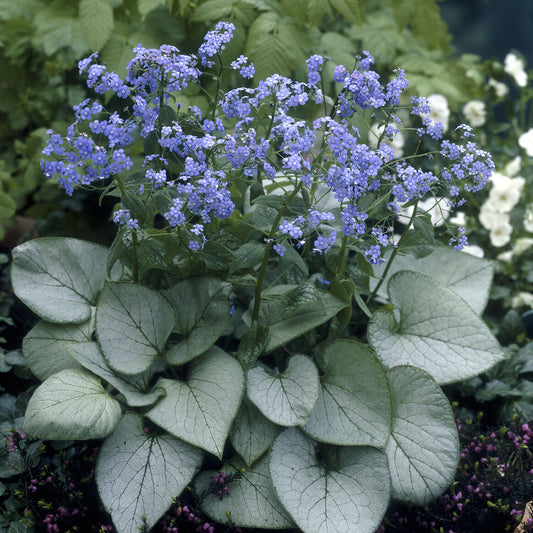 Myosotis du Caucase Looking Glass