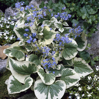 Brunnera macrophylla Variegata - Myosotis du Caucase panaché - Myosotis