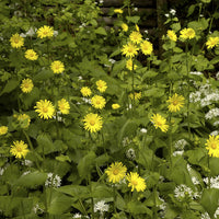 Œil de bœuf jaunes - Buphthalmum salicifolium - Bakker