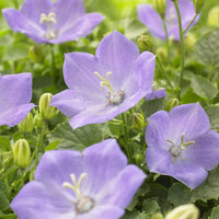 Campanule des Carpates Blaue Clips - Campanula carpatica Blaue Clips - Bakker
