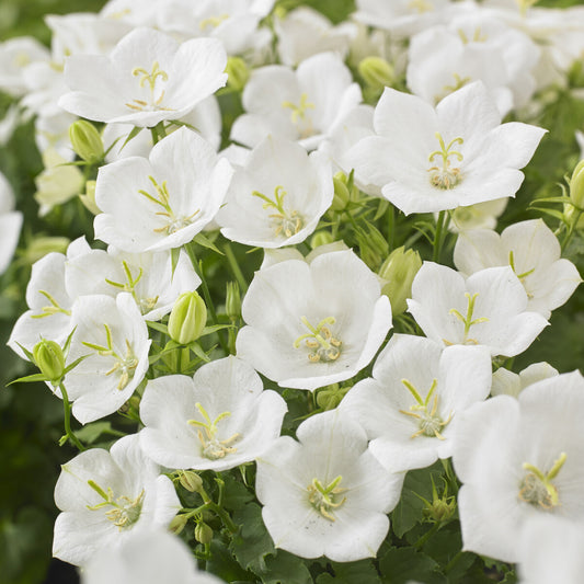 Campanule des Carpates Weisse Clips - Bakker