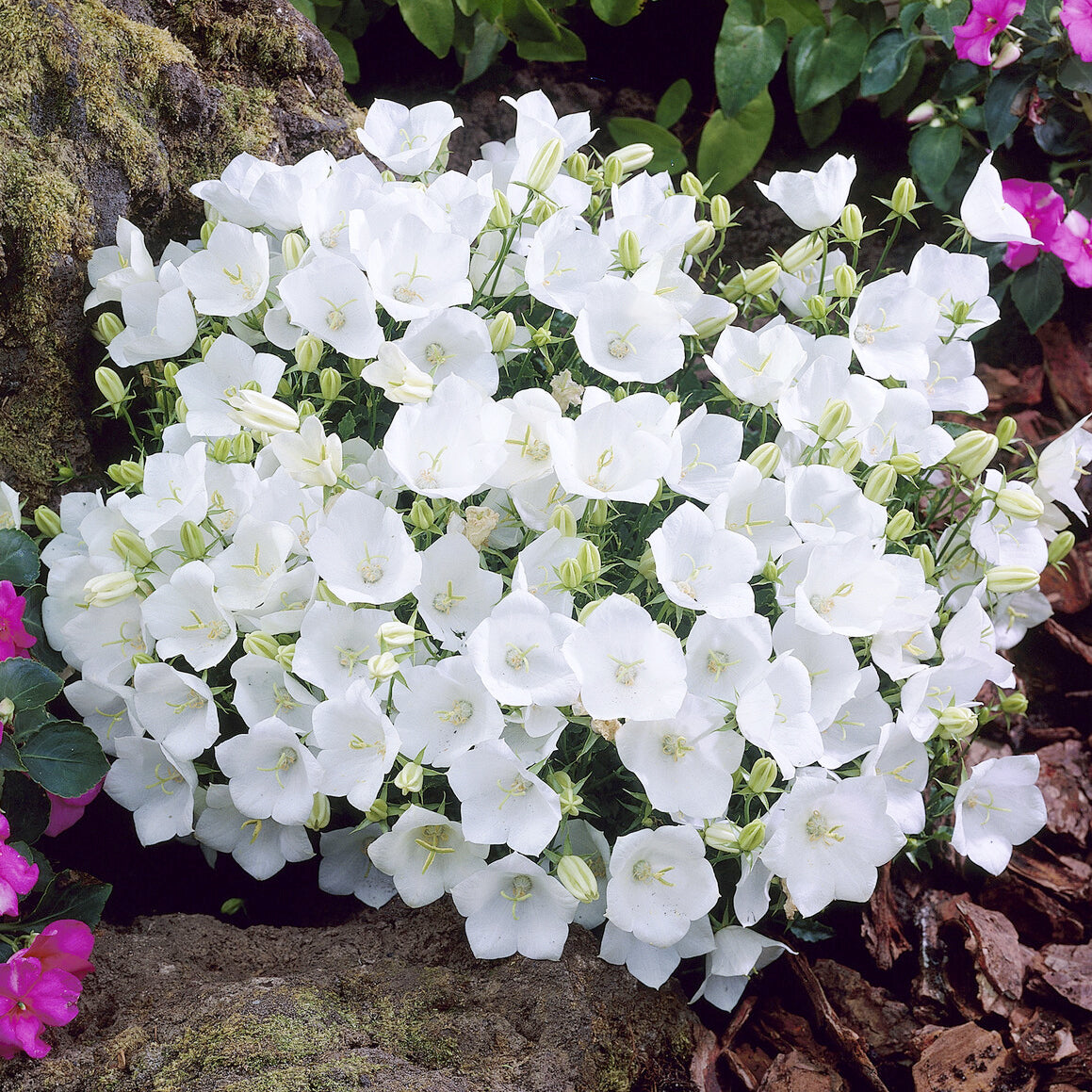 Campanula carpatica Weisse Clips - Campanule des Carpates Weisse Clips - Campanules