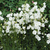 Vente 3 Campanules à feuilles de pêcher Alba - Campanula persicifolia Alba