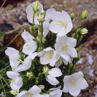 3 Campanules à feuilles de pêcher Alba - Bakker