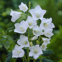 Campanula persicifolia Alba - 3 Campanules à feuilles de pêcher Alba - Campanules