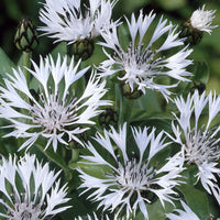 Centaurea montana Alba - Centaurée des montagnes blanche - Centaurée