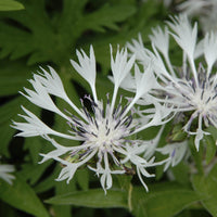 Centaurée des montagnes blanche - Centaurea montana Alba - Bakker