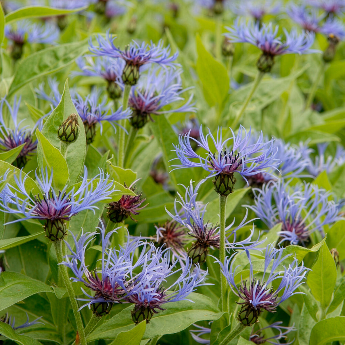 Centaurée bleue des montagnes - Bakker