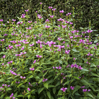 Plantes vivaces - Galane oblique Alba - Chelone obliqua