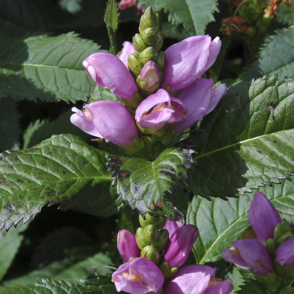 Galane oblique Alba - Chelone obliqua - Bakker