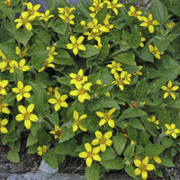 Chrysogonum virginianum - Genou doré - Plantes vivaces