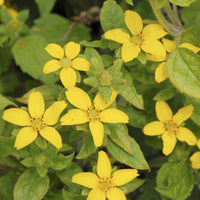 Plantes vivaces - Genou doré - Chrysogonum virginianum