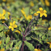 Genou doré - Chrysogonum virginianum - Bakker