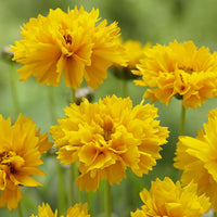 Coreopsis grandiflora Early Sunrise - Coreopsis à grandes fleurs Early Sunrise - Vivaces fleuries