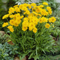 Coreopsis à grandes fleurs Early Sunrise - Bakker