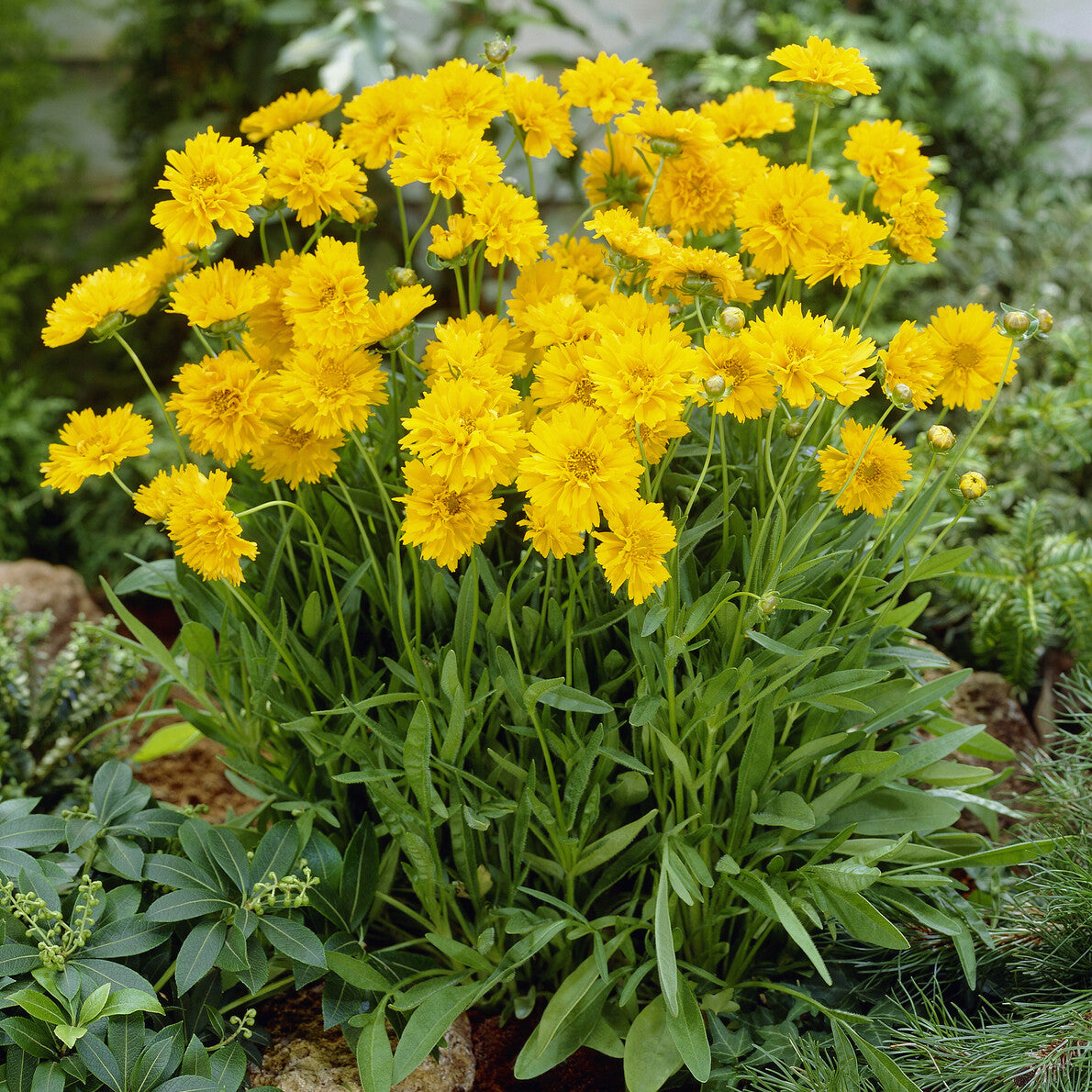 Coreopsis à grandes fleurs Early Sunrise - Bakker