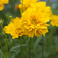 Coreopsis à grandes fleurs Early Sunrise - Coreopsis grandiflora Early Sunrise - Bakker