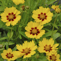 Coréopsis lancéolée Sterntaler - Bakker