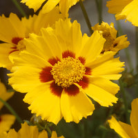 Coreopsis - Oeil de jeune fille