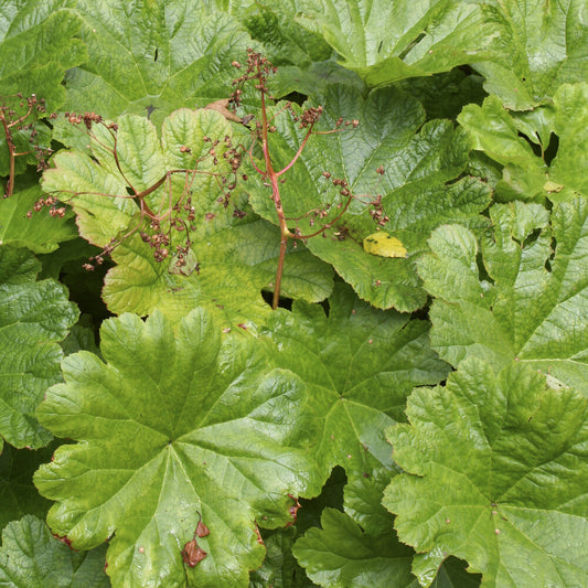 Saxifrage pelté - Bakker