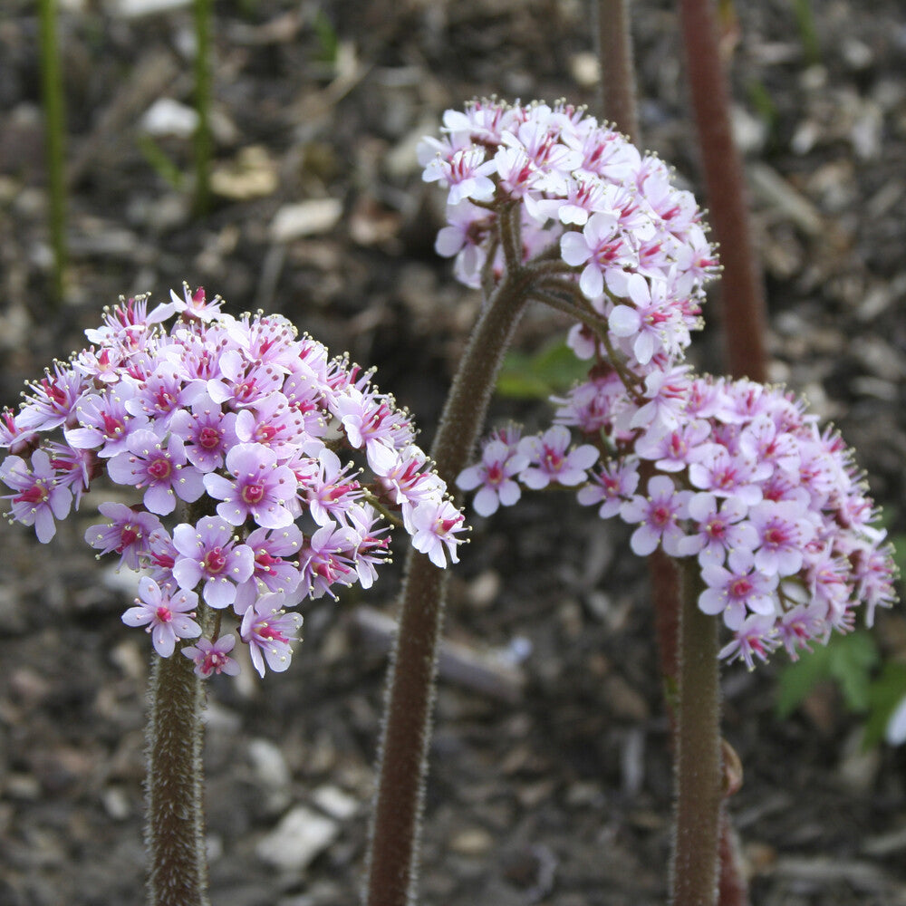 Darmera peltata - Saxifrage pelté - Vivaces fleuries