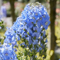 3 Delphiniums géants Summer Skies - Bakker