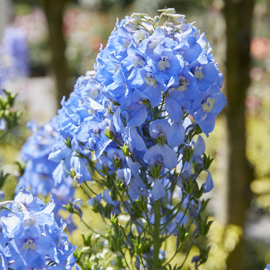 3 Delphiniums géants Summer Skies