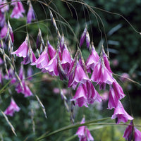  - Canne à pêche des anges magnifique - Dierama pulcherrimum