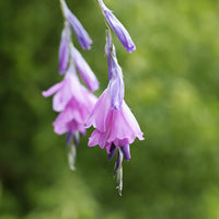 Dierama pulcherrimum - Canne à pêche des anges magnifique - 