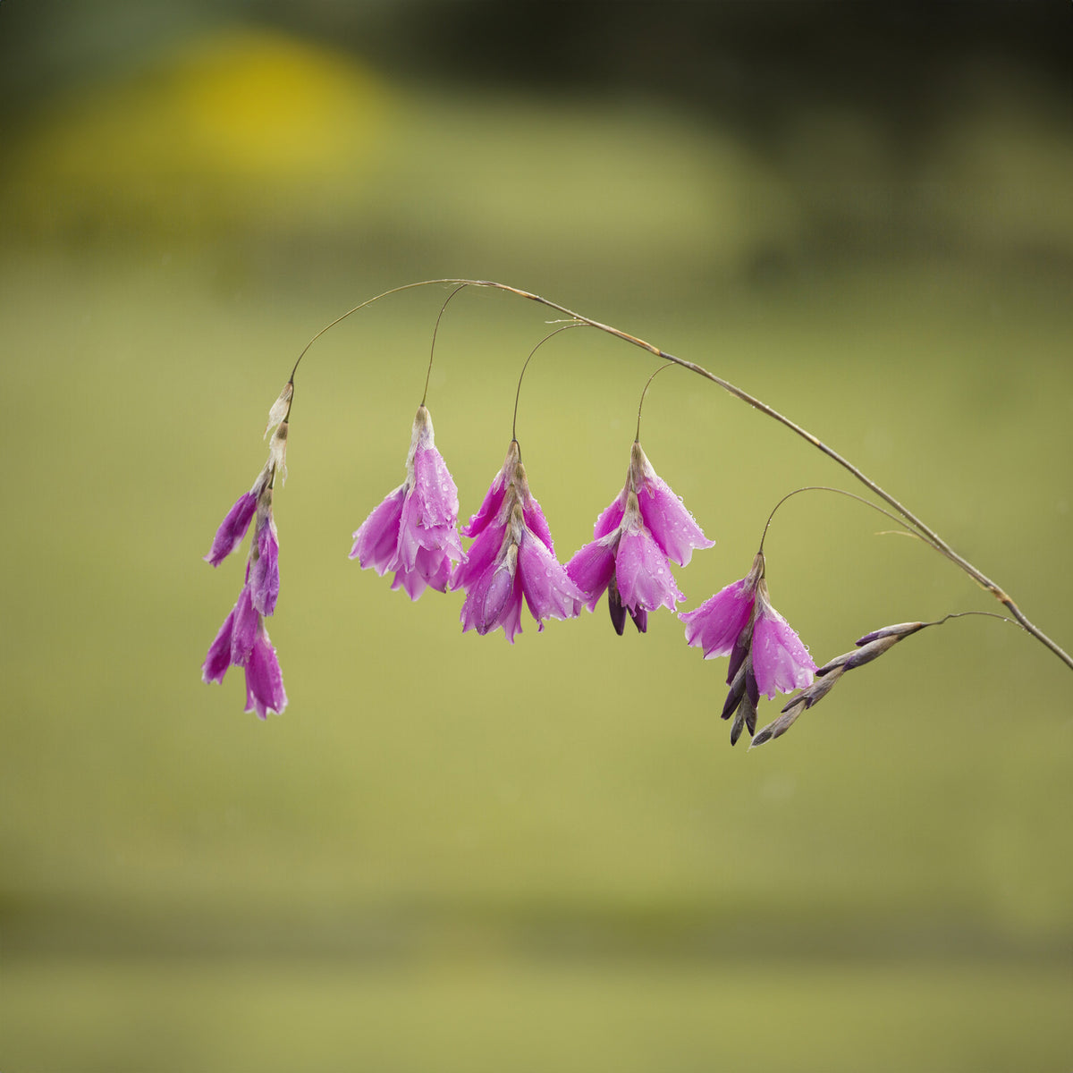 Canne à pêche des anges magnifique - Dierama pulcherrimum - Bakker
