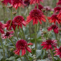 Rudbeckia pourpre Eccentric - Echinacea - Echinacea purpurea Eccentric - Bakker