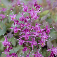 Plantes vivaces - Epimedium à grandes fleurs Lilafee - Epimedium grandiflorum Lilafee