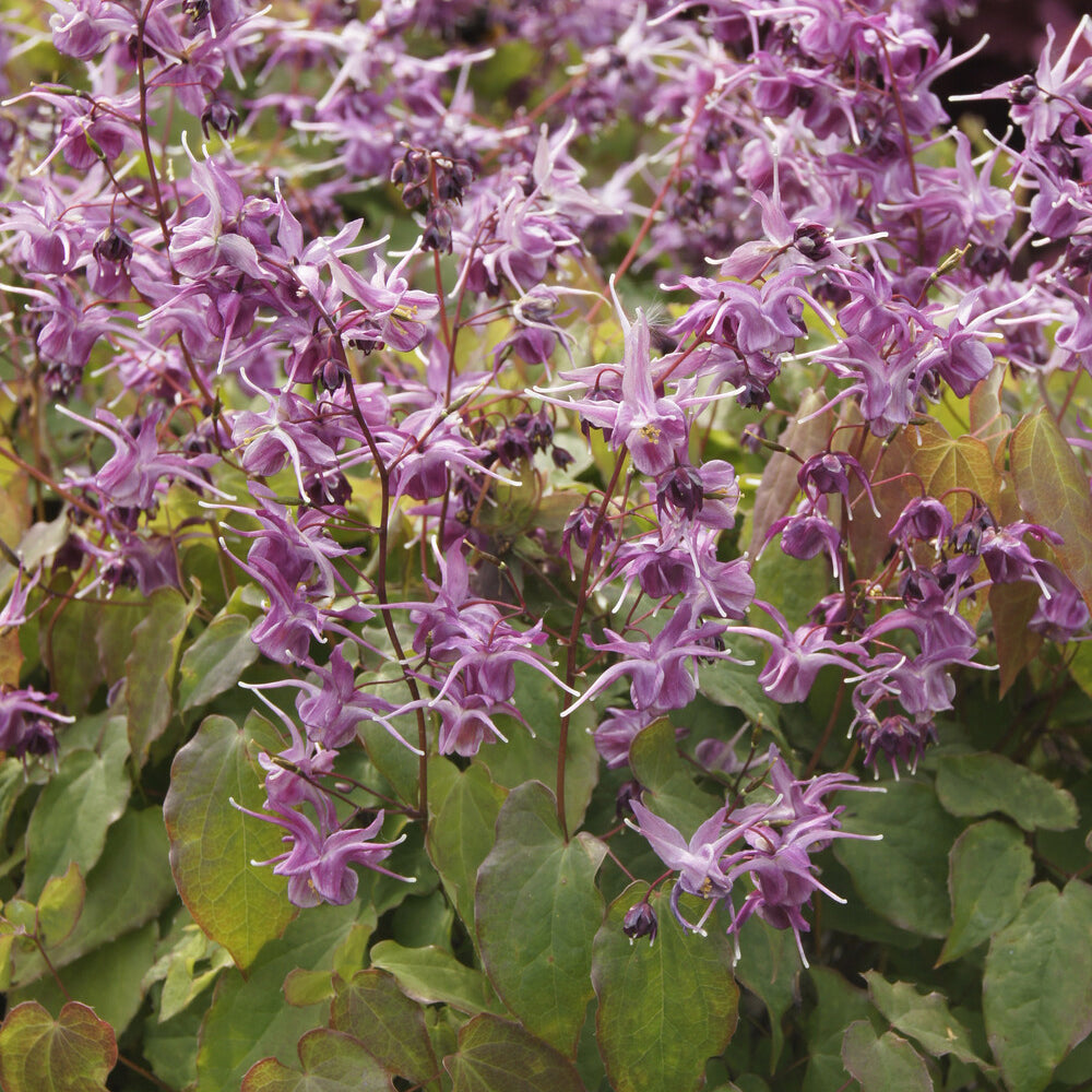 Epimedium à grandes fleurs Lilafee - Bakker