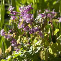 Epimedium grandiflorum Lilafee - Epimedium à grandes fleurs Lilafee - Plantes vivaces