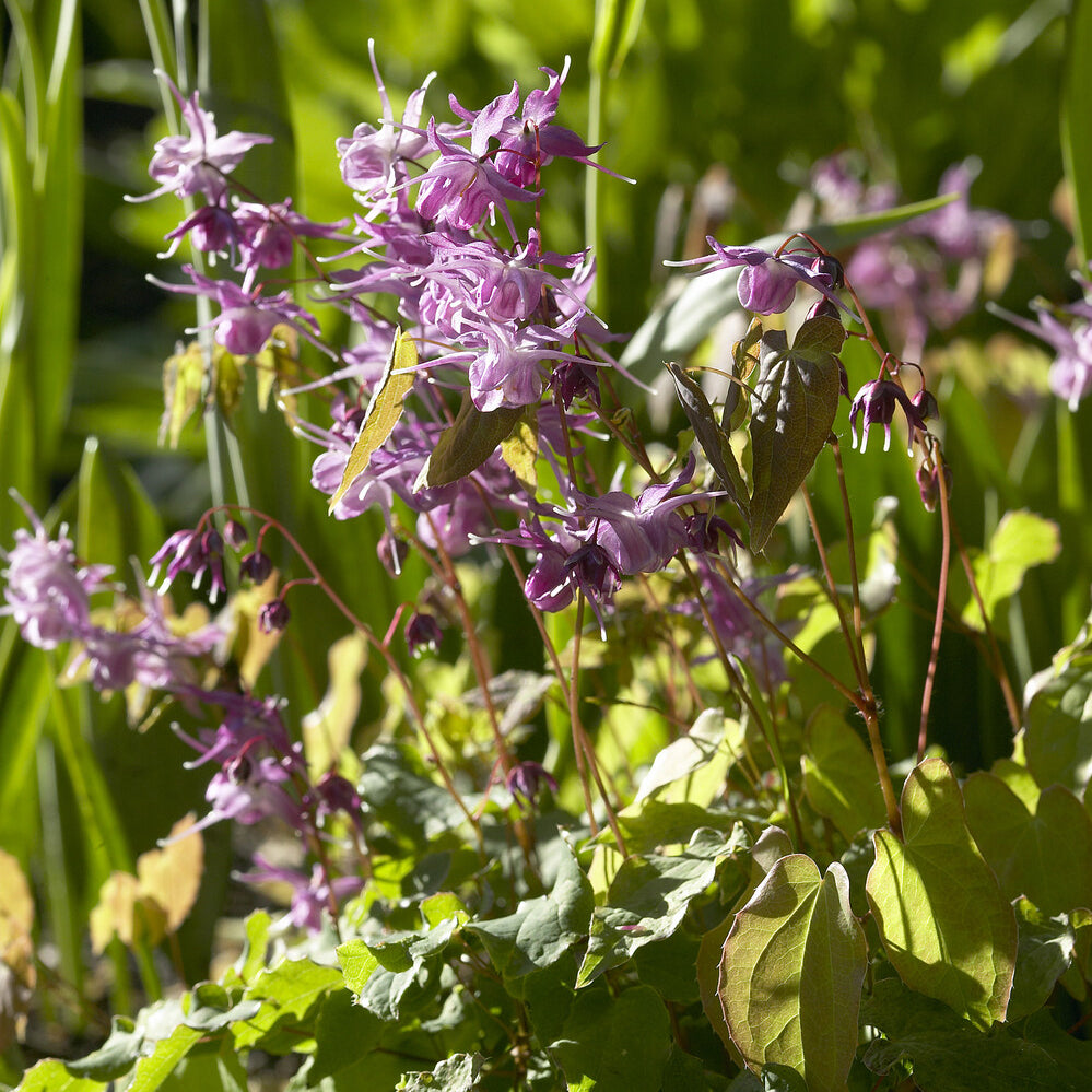 Epimedium grandiflorum Lilafee - Epimedium à grandes fleurs Lilafee - Epimedium