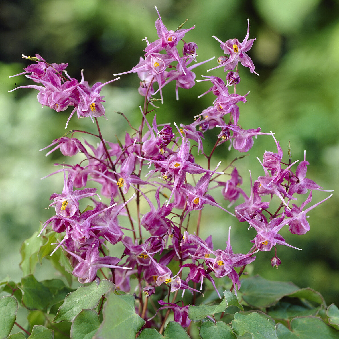 Epimedium à grandes fleurs Lilafee - Epimedium grandiflorum Lilafee - Bakker