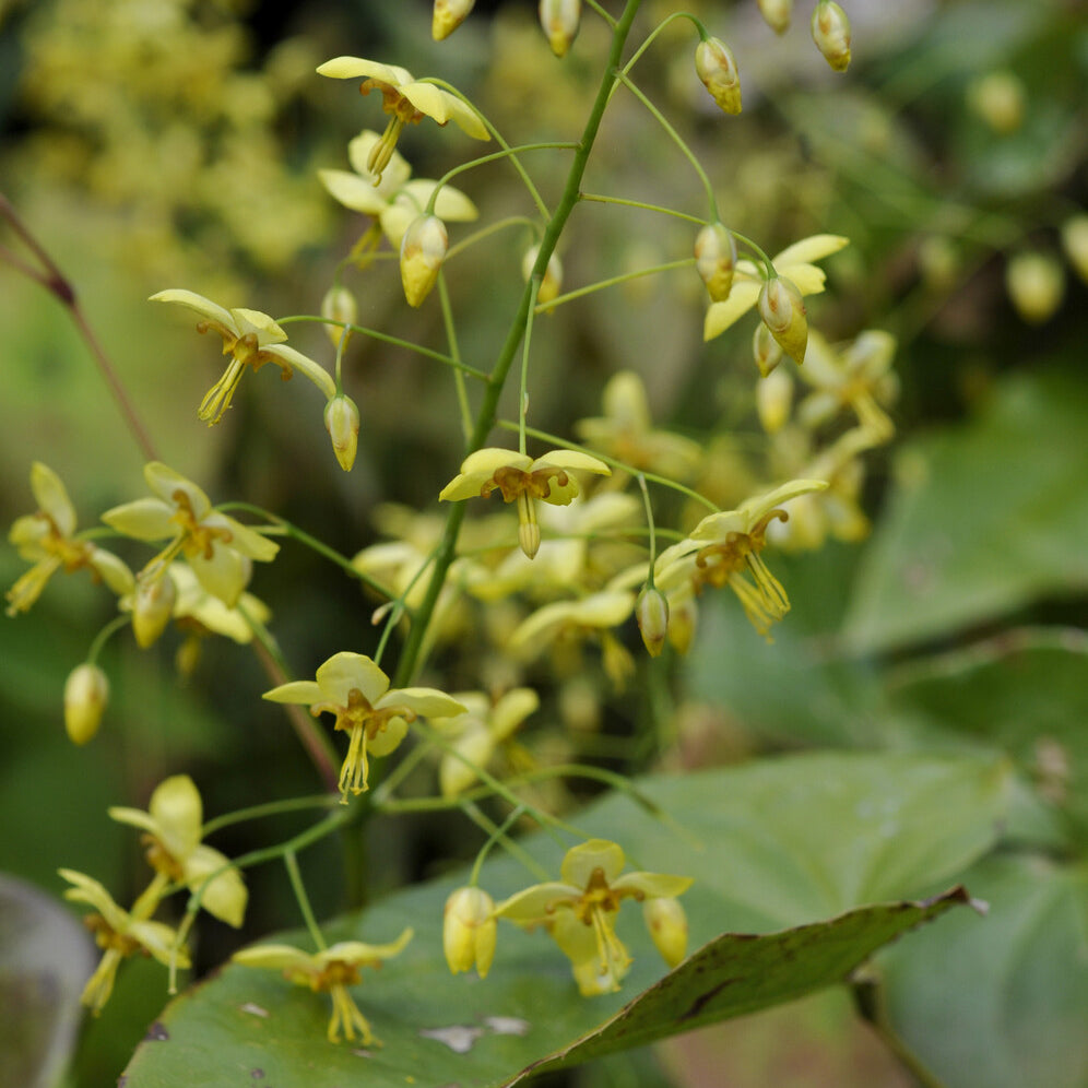 Epimedium pinnatum subsp. colchicum - Fleur des elfes - Epimedium