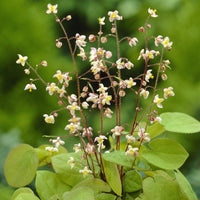Epimedium pubigerum - Epimedium pubigerum - Bakker