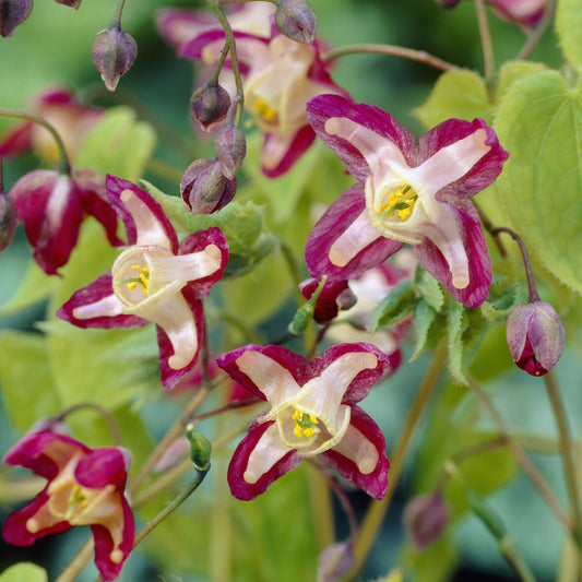 Epimedium rouge - Bakker