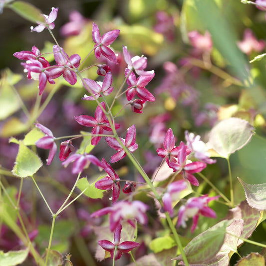 Epimedium rouge - Bakker