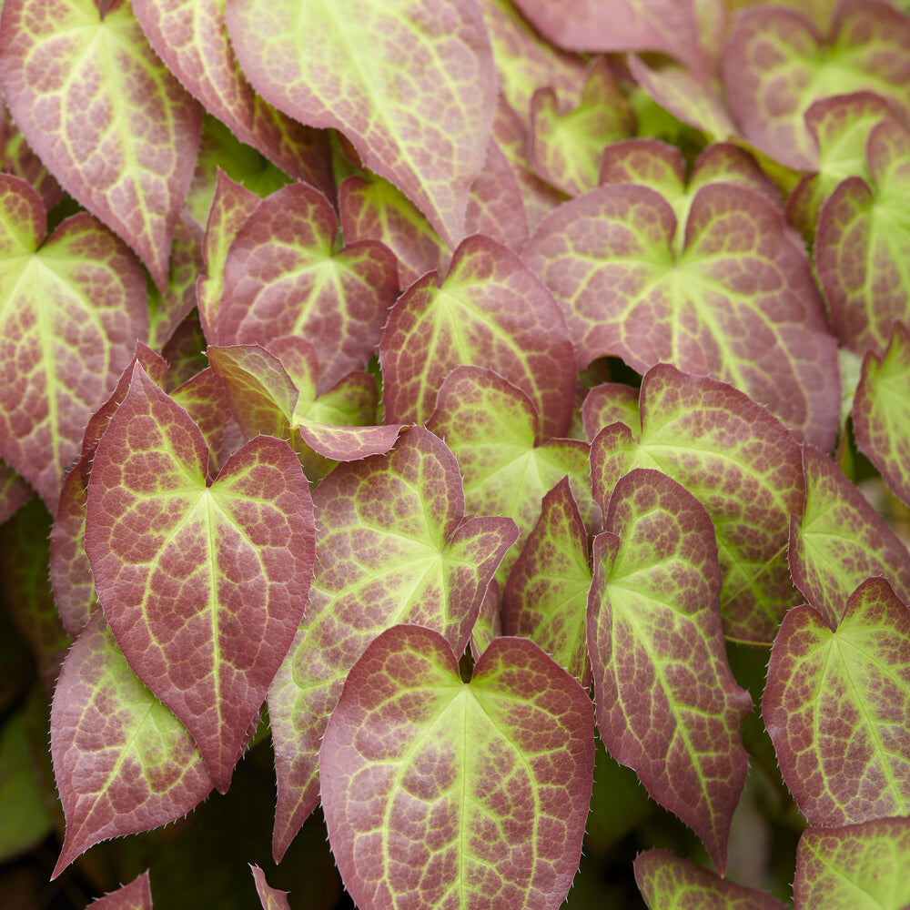 Epimedium rouge - Epimedium rubrum - Bakker