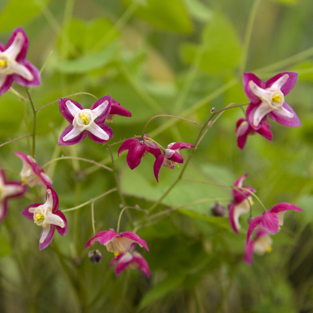 Epimedium - Epimedium rouge - Epimedium rubrum