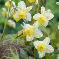 Plantes vivaces - Epimedium Sulphureum - Epimedium versicolor Sulphureum