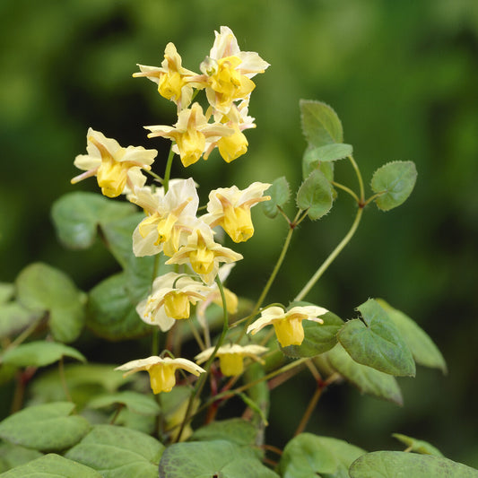 Epimedium Sulphureum